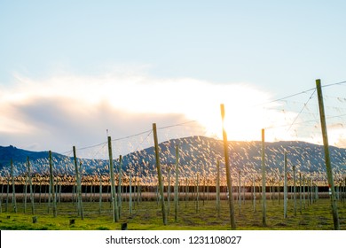 A Landscape Of Hops Farm At Sunset. Motueka, New Zealand.