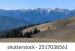 Landscape of hurricane ridge at Olympic mountain with small brown grassland  foreground in Washington North America 