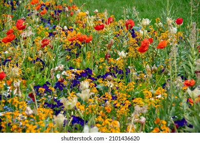 Landscape of icelandic poppy flowers in Garten der Welt Marzahn Berlin - Shutterstock ID 2101436620