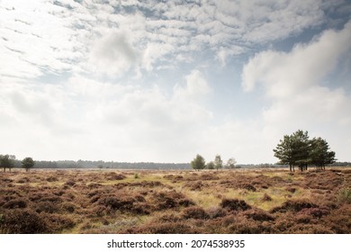 Landscape image of Brandon Country Park in near Thetford Forest in England