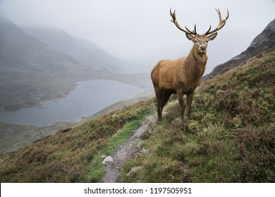 Landscape Image Of Red Deer Stag By Lake And Mountain Range In Autumn