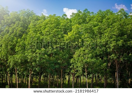 Landscape image of a rubber plantation or a group of rubber trees or rubber trees with leaves branch that are abundant in South East Asia.