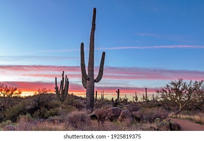 Landscape image of a Saguaro cactus at dusk or dawn near a hiking trail in a Desert Preserve in Scottsdale, AZ