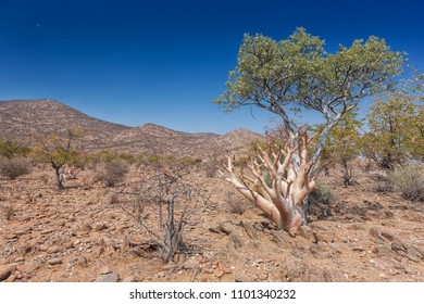 Landscape Of Iona National Park, Angola. Africa