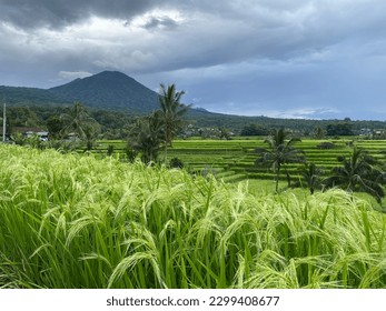 Landscape at Jatiluwih Bali with Rice plants start to fruiting, ricefield and  mountain at distance