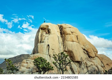 Landscape With Joshua Trees In The Joshua Tree National Park And Rope Climbing Route