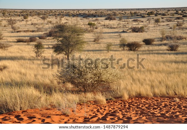 TÉLÉCHARGER LES SABLES DU KALAHARI GRATUIT LES DU GRATUIT KALAHARI SABLES TÉLÉCHARGER