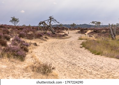 Landscape of Kalmthoutse Heide heathland nature reserve in Belgium on a sunny cloudy day