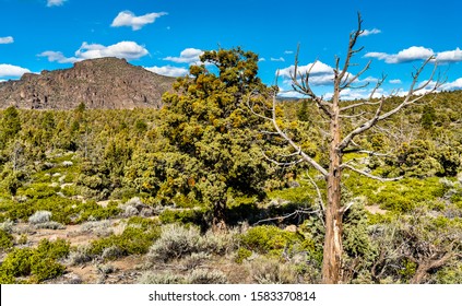 Landscape Klamath National Forest Near Mount Shasta In California, United States