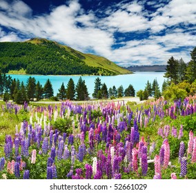 Landscape with lake and flowers, New Zealand