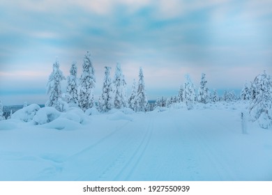 Landscape Of Lapland, Frozen Trees, Winter Time In Finland