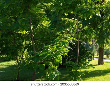 Landscape, large leaves and long fruits of the catalpa tree in the park on a green background 
