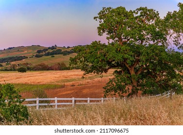 Landscape with a large oak tree, and hills and valleys at sunset at a vineyard in the spring in Napa Valley, California, USA