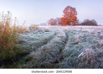 Landscape of late autumn. First frosts in the night on meadow.  Hoarfrost on grass. Yellow foliage on trees.