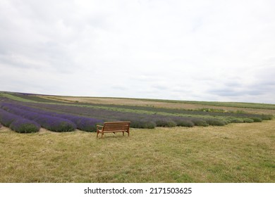 Landscape Of A Lavender Field In UK With A Bench