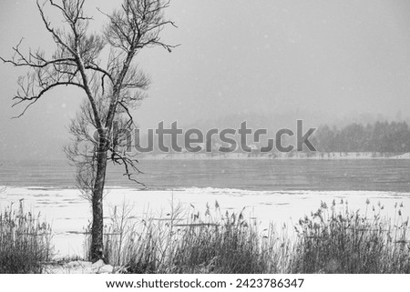 Landscape with leafless tree on river Daugava bank in snowfall winter day. Daugava river near Jaunjelgava town in Latvia, Europe