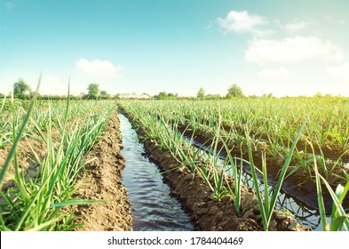 Landscape leek onion plantation and water flows through irrigation canals. Agriculture and agribusiness. Conservation of water resources and reduction pollution. Caring for plants, growing food.