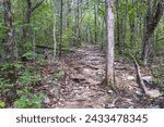 Landscape of limestone covered trail in the Duck River Complex State Natural Area in Maury County, Tennessee, USA