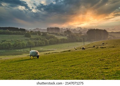 Landscape, Lincolnshire, England, Sheep, Livestock, 