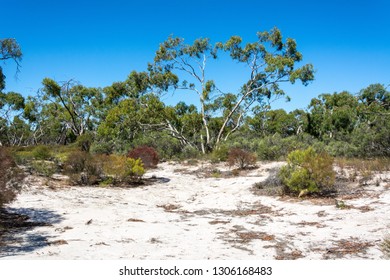 Landscape In Little Desert National Park In Victoria, Australia.