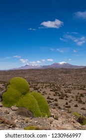 Landscape With Llareta