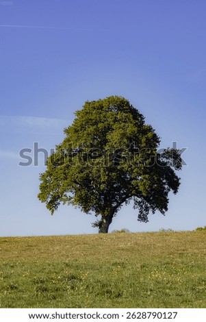 Landscape of a lone tree in a field