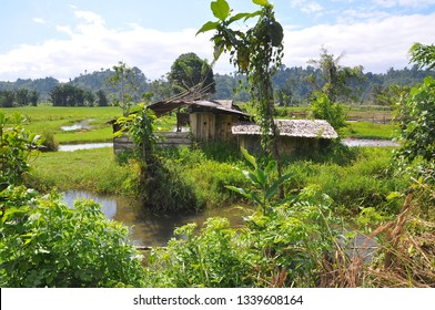 Landscape In Lore Lindu National Park, Sulawesi