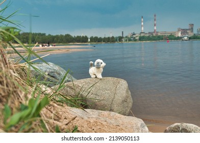 Landscape With A Lost Toy