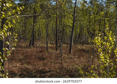 landscape with low forest overgrowing a transitional peat bog in Poland