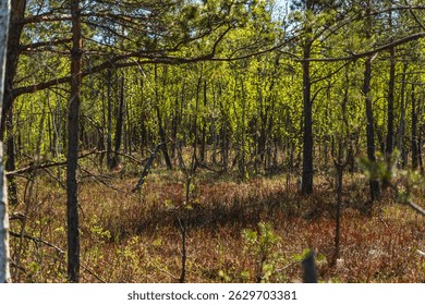 landscape with low forest overgrowing a transitional peat bog in Poland