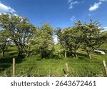 Landscape with lush green grass is framed by a line of leafy trees under a bright blue sky. A fence runs alongside the path on the, Great Northern Railway Trail close to, Harecroft, Cullingworth, UK