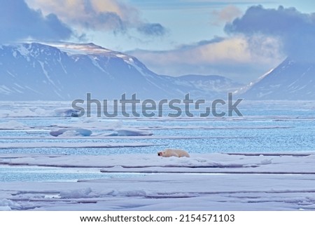 Landscape, lying polar bear on the blue ice. Bear on drifting ice with snow, white animals in nature habitat, Manitoba, Canada. Animals playing in snow, Arctic wildlife. Funny image in nature.