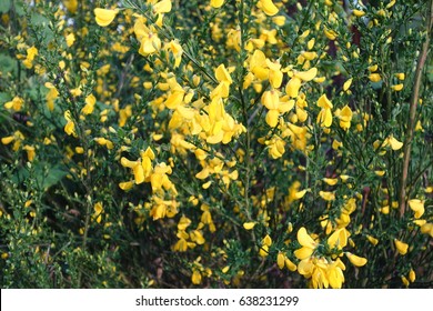 Landscape Macro Of Scotch Broom