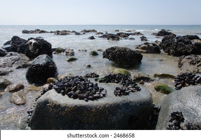 Landscape Of Malibu Beach In California Showing Mussel Covered Rocks