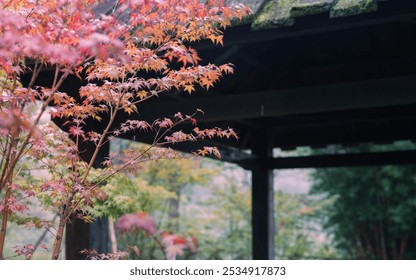 landscape, maple, outdoor, nature, architecture, fall, autumn, korea, landmark, red, lake, pavilion, pond, travel, garden, foliage, orange, leaf, park, bright, south, forest, tree, natural, reservoir, - Powered by Shutterstock