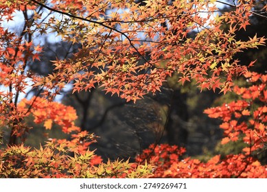 A landscape of maple trees beginning to turn red in autumn in Kamakura.