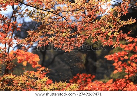 A landscape of maple trees beginning to turn red in autumn in Kamakura.