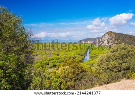 Landscape in Maremma nature reserve, Tuscany, Italy. Extensive pine forest blue river in green woodland in natural park, dramatic coast rocky headland