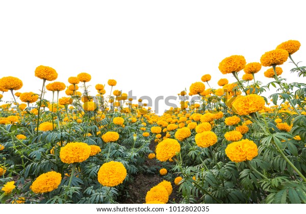 Landscape of Marigold flower in field at\
northern of Thailand, Yellow Marigold flower plantation isolated on\
white background