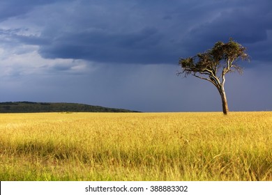 Landscape Of The Masai Mara National Park 