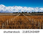 Landscape at Mendoza, Argentina, of a wine yard in winter with the Andes mountains covered of snow at background