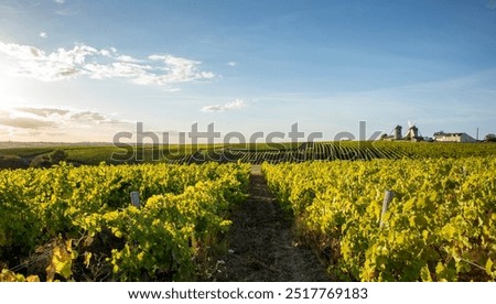 Landscape in the middle of the vines before the harvest in France.