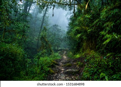 Landscape of a misty forest trail during the famous Goechala trek of West Sikkim