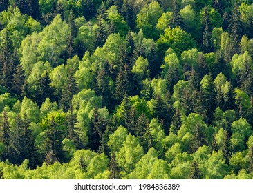 Landscape With A Mixed Forest In Spring