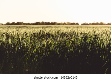 Landscape Of Modern Farming In Oklahoma During Golden Hour