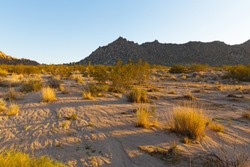 Landscape Of Mojave Desert At Sunset. Sandy Desert With Bushes And Stone Mountains On Horizon.