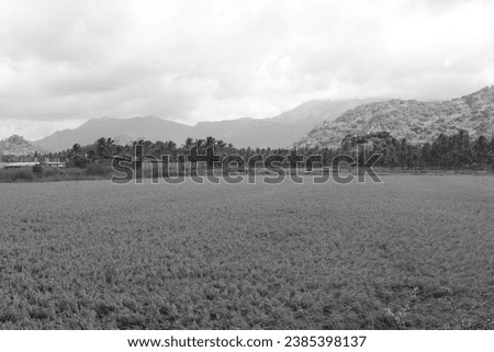 landscape monocrome bw blackandwhite nature landscape mountainscape  nagarcoil tamilnadu india 