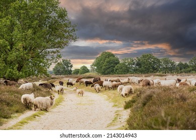 Landscape moorland Balloërveld in the Dutch province of Drenthe with foraging herd of Drenthe heath sheep along edges of unpaved road against background with dark and orange coloring clouds