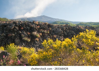 Etna broom Images, Stock Photos & Vectors | Shutterstock