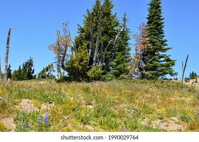 Landscape In Mount Hood National Forest, Oregon